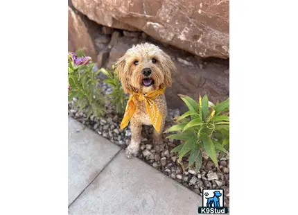 a goldendoodles dog wearing a bow tie