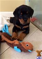 rottweiler puppy posted by katedonky
