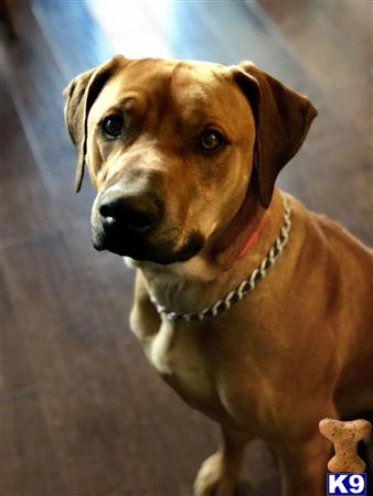 Rhodesian Ridgeback