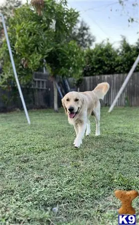 Golden Retriever stud dog