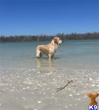 Golden Retriever stud dog