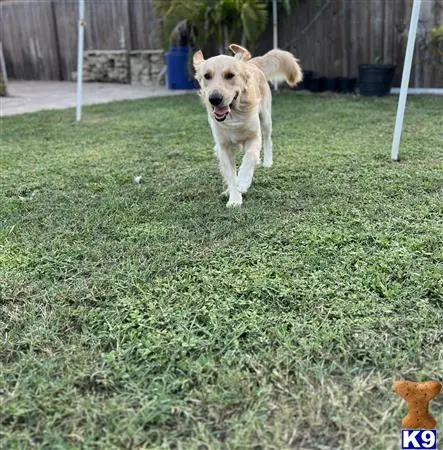 Golden Retriever stud dog