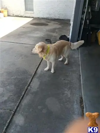 Golden Retriever stud dog