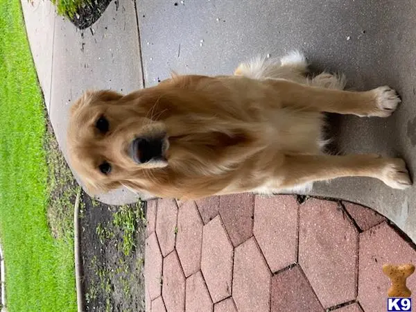 Golden Retriever stud dog