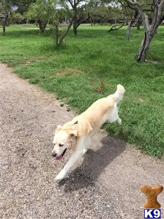 Golden Retriever stud dog