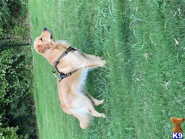 Golden Retriever stud dog