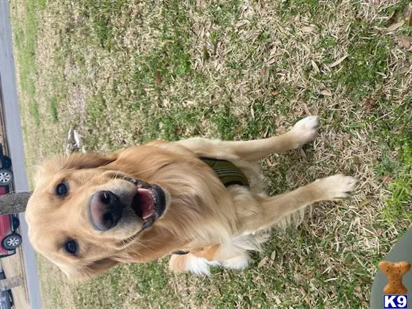 Golden Retriever stud dog