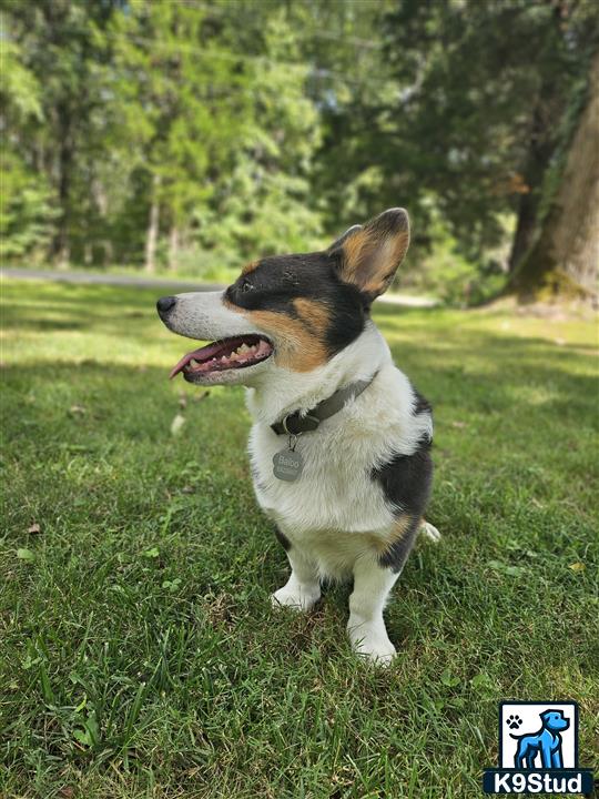 a pembroke welsh corgi dog sitting in the grass