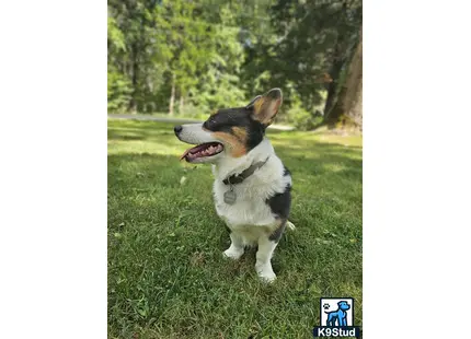 a pembroke welsh corgi dog sitting in the grass