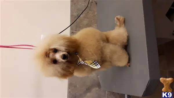 Poodle stud dog