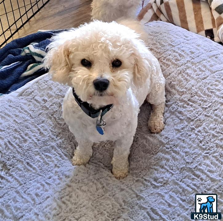 a small white bichon frise dog