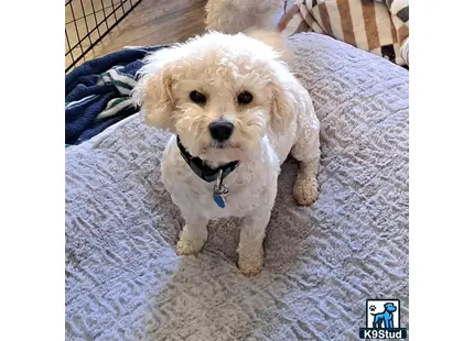 a small white bichon frise dog