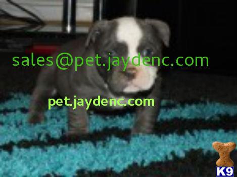 english bulldog puppy posted by katherrinecox
