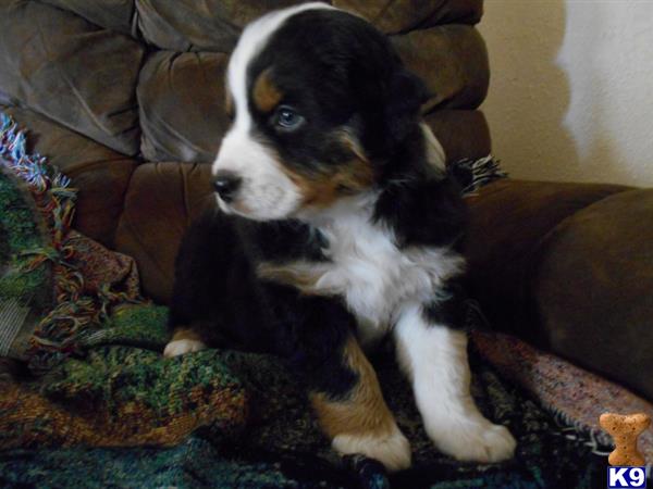 australian shepherd puppy posted by kathkids