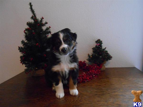 australian shepherd puppy posted by kathkids
