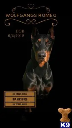 Doberman Pinscher stud dog: a doberman pinscher dog with a human face