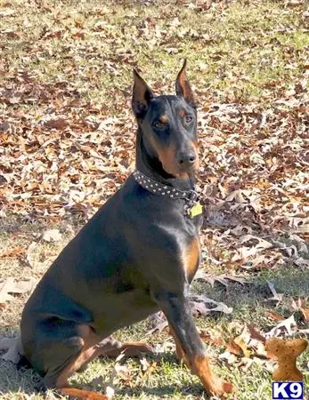 Doberman Pinscher stud dog: a doberman pinscher dog sitting on the ground