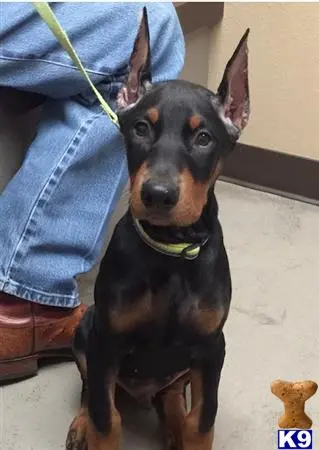 Doberman Pinscher stud dog: a doberman pinscher dog sitting next to a person