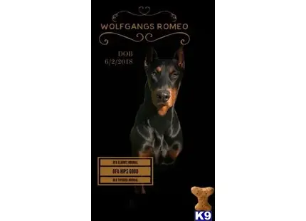 Doberman Pinscher stud dog: a doberman pinscher dog with a human face