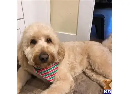 Goldendoodles