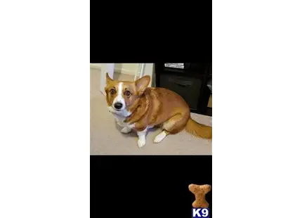 Pembroke Welsh Corgi