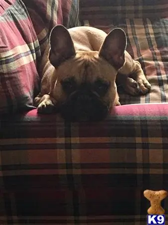 French Bulldog stud dog