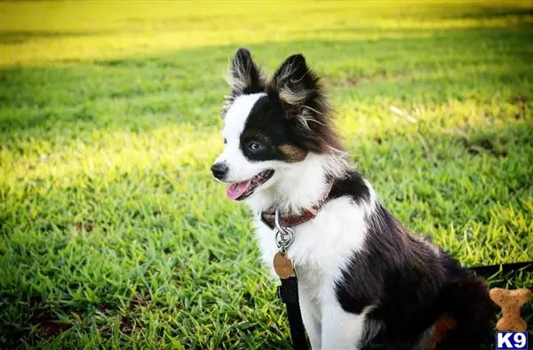 Australian Shepherd stud dog