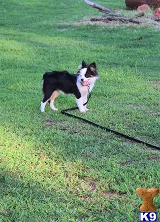 Australian Shepherd stud dog