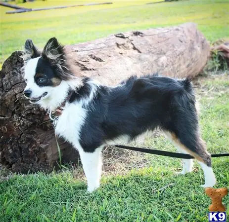 Australian Shepherd stud dog