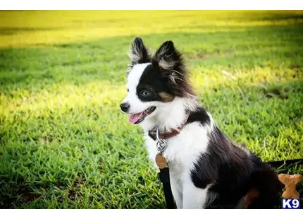 Australian Shepherd