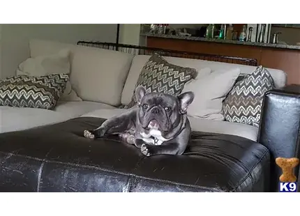 a french bulldog dog lying on a couch