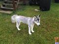 Siberian Husky