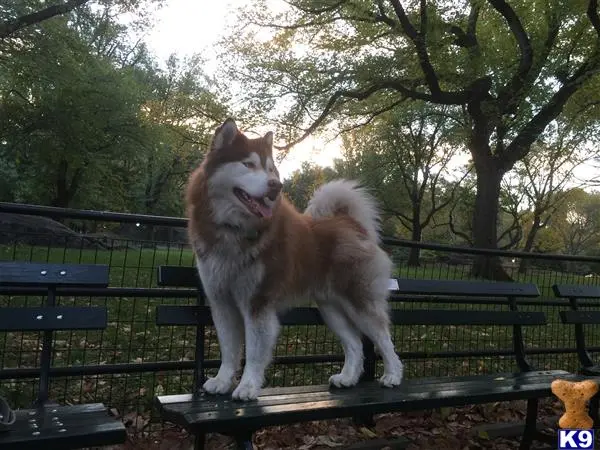 Siberian Husky stud dog