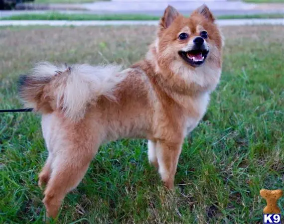 Pomeranian stud dog