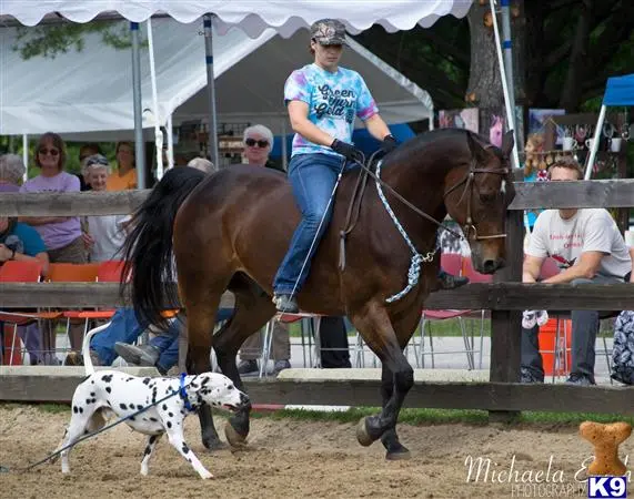 Dalmatian stud dog