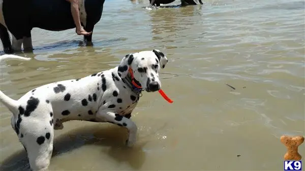 Dalmatian stud dog