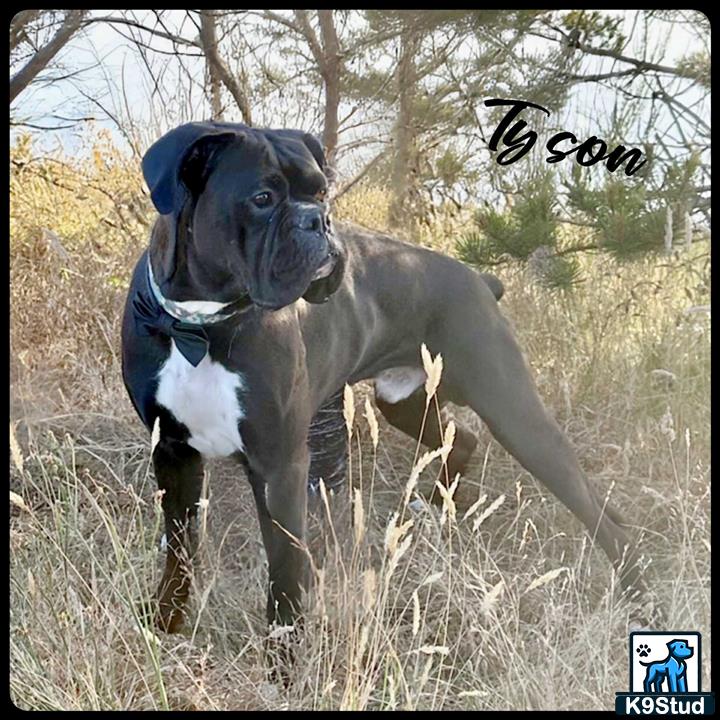 a boxer dog standing in a field