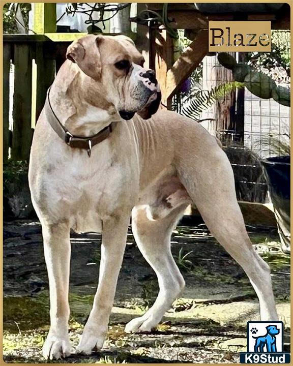 a boxer dog standing on a sidewalk