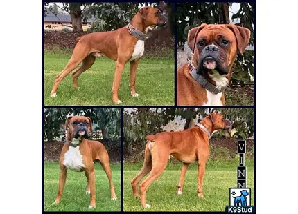 a boxer dog with a collar