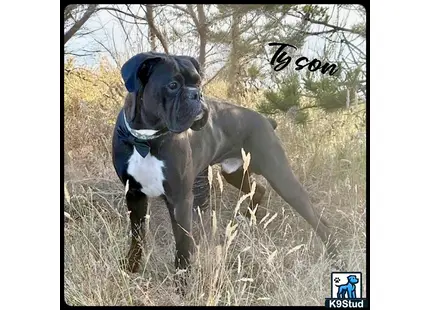 a boxer dog standing in a field