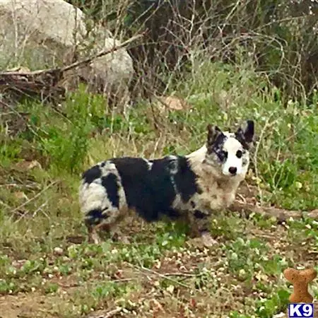 Pembroke Welsh Corgi stud dog