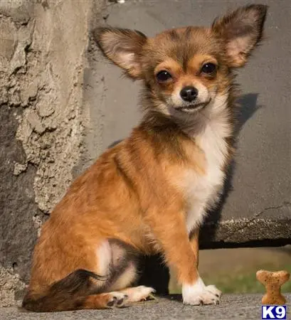 Chihuahua