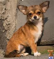 chihuahua puppy posted by katy1992