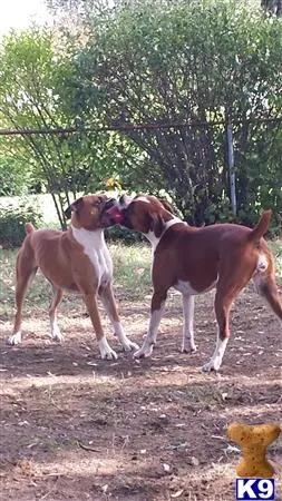 Boxer female dog: Two playful Boxer dogs interacting in a grassy outdoor setting