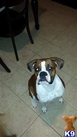 Boxer female dog: Brindle and white Boxer sitting on tiled floor