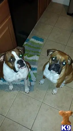 Boxer female dog: Two brown and white Boxers sitting on a kitchen floor