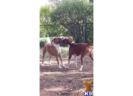 Boxer