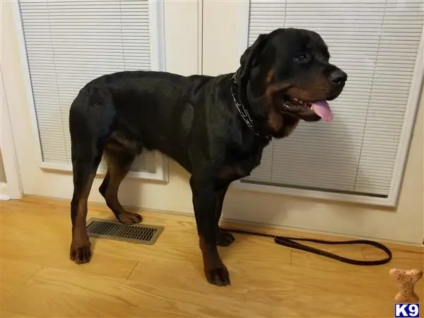 Rottweiler