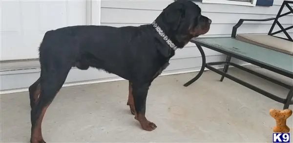 Rottweiler stud dog