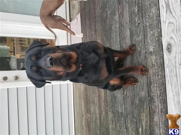 Rottweiler stud dog